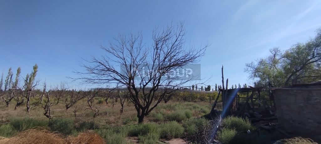 Campo en Venta en San Rafael, Mendoza
