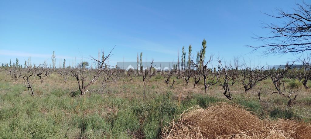 Campo en Venta en San Rafael, Mendoza
