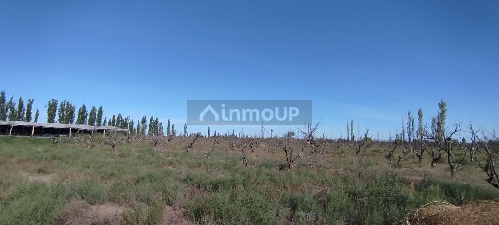Campo en Venta en San Rafael, Mendoza
