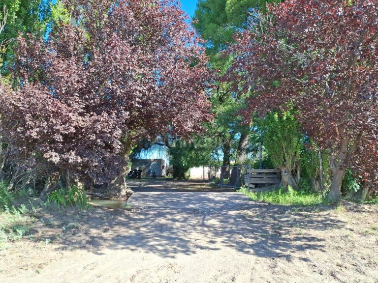 Campo en Venta en San Rafael, Mendoza