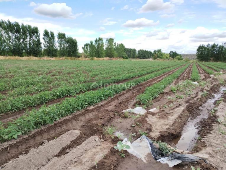 Finca en Venta en Tunuyan, Mendoza