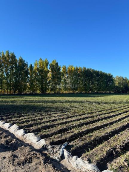 Finca en Venta en Tunuyan, Mendoza