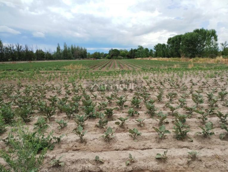 Finca en Venta en Tunuyan, Mendoza