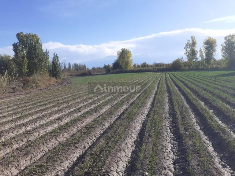 Finca en Venta en Tunuyan, Mendoza