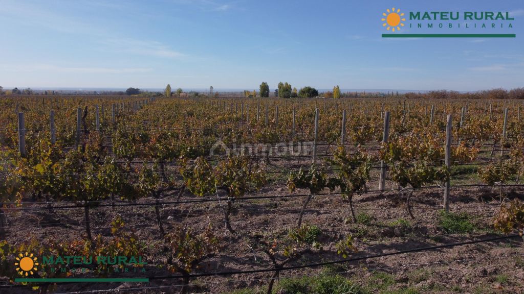 Finca en Venta en Tunuyan, Mendoza