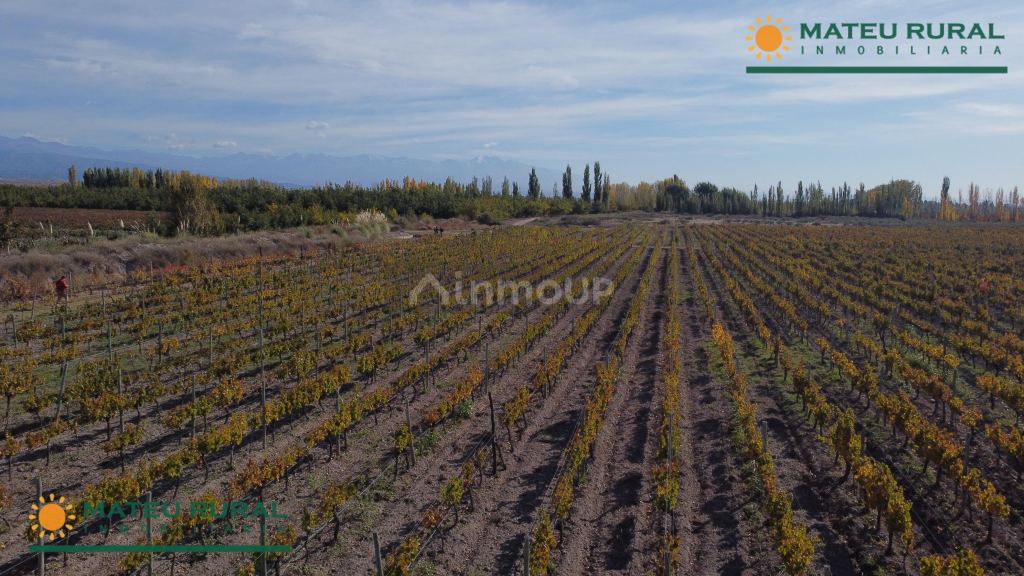 Finca en Venta en Tunuyan, Mendoza