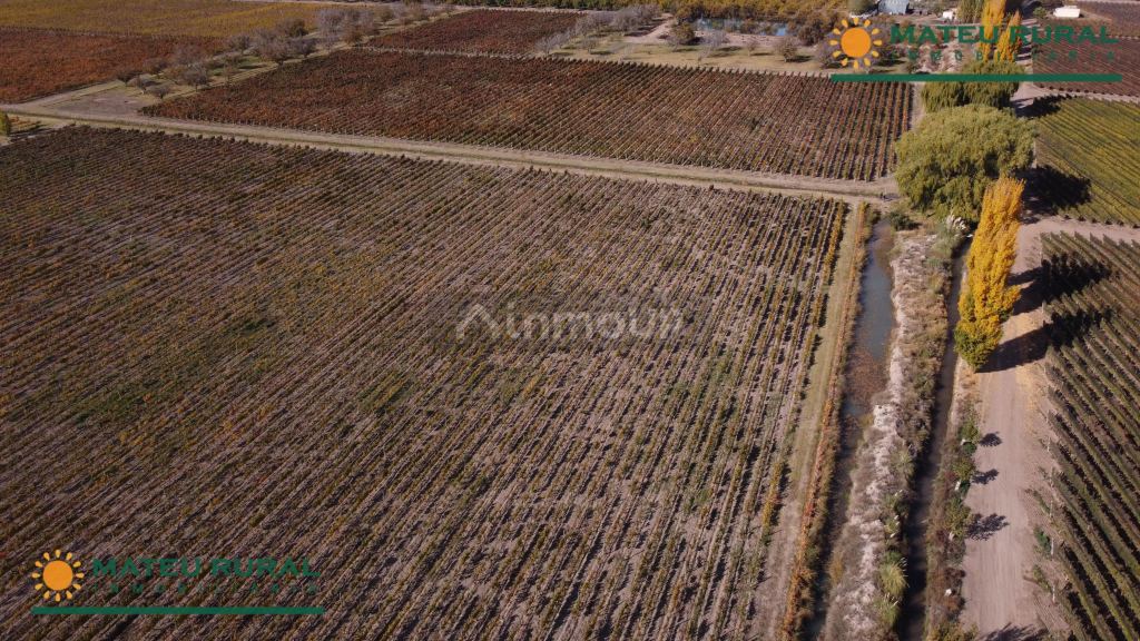 Finca en Venta en Tunuyan, Mendoza