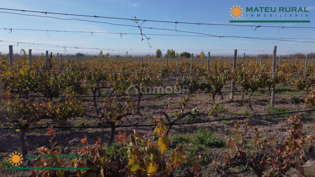 Finca en Venta en Tunuyan, Mendoza