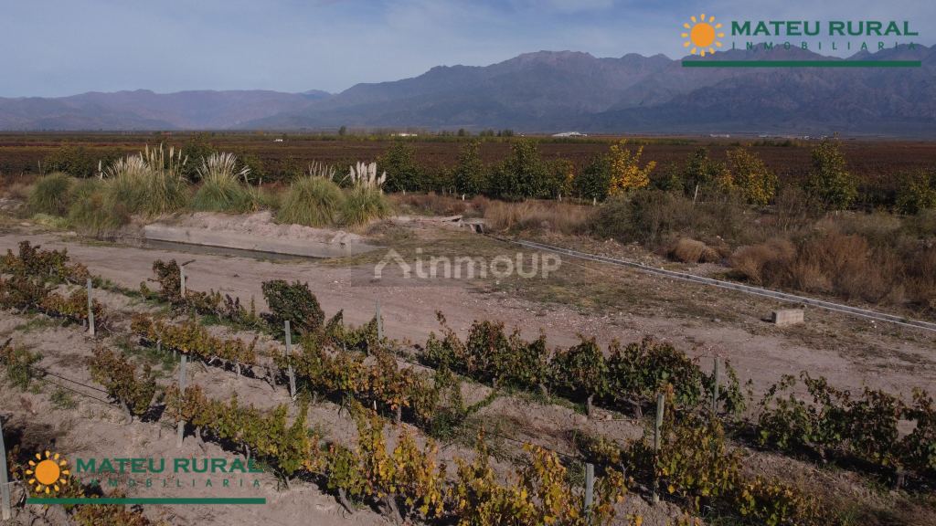 Finca en Venta en Tunuyan, Mendoza