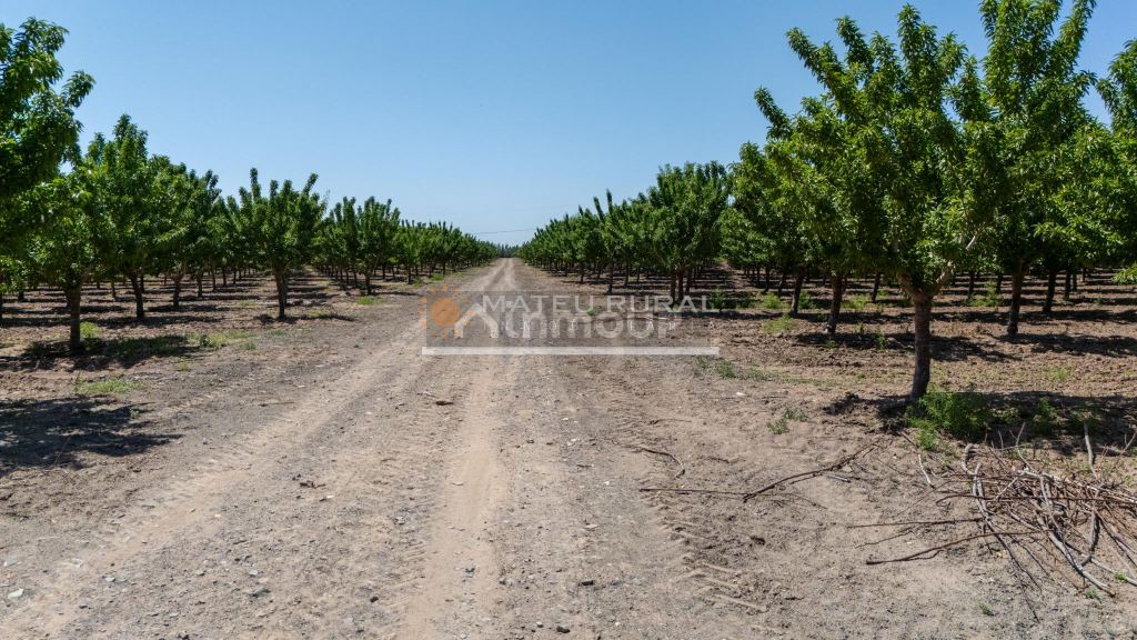Finca en Venta en Las Heras, Mendoza