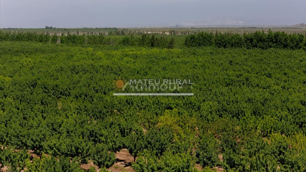 Finca en Venta en Las Heras, Mendoza
