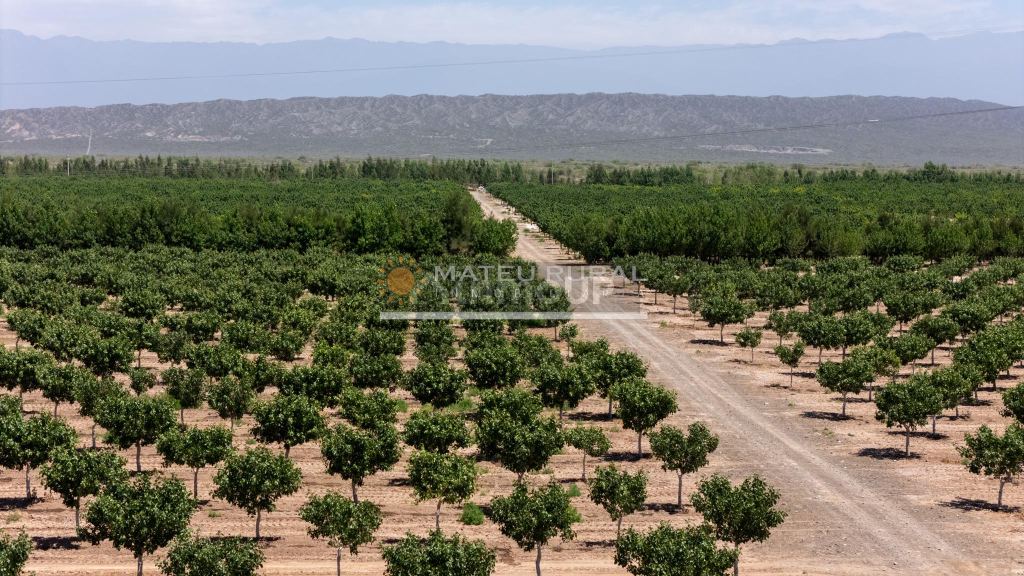 Finca en Venta en Las Heras, Mendoza