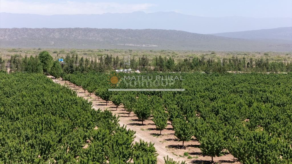 Finca en Venta en Las Heras, Mendoza