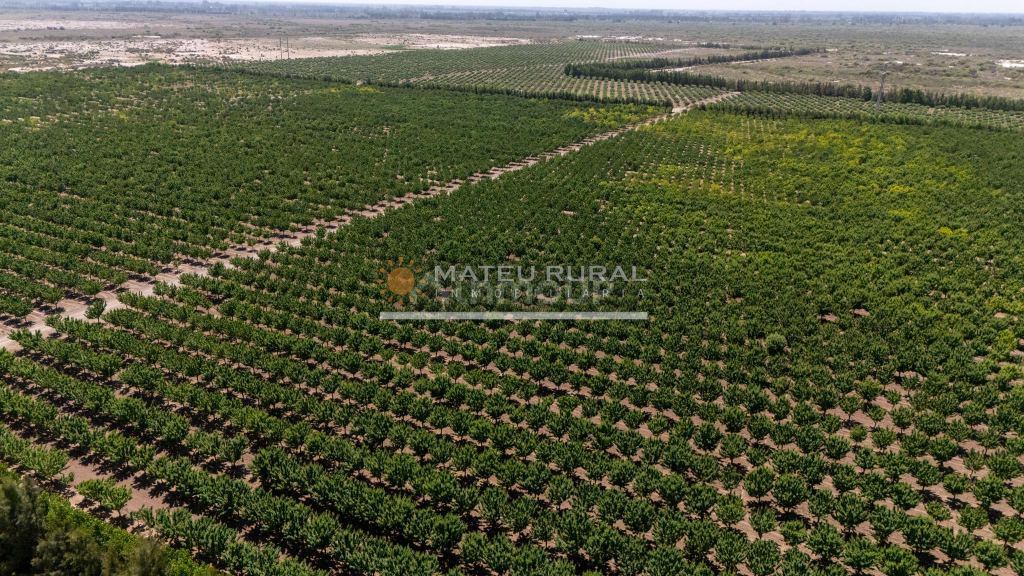 Finca en Venta en Las Heras, Mendoza