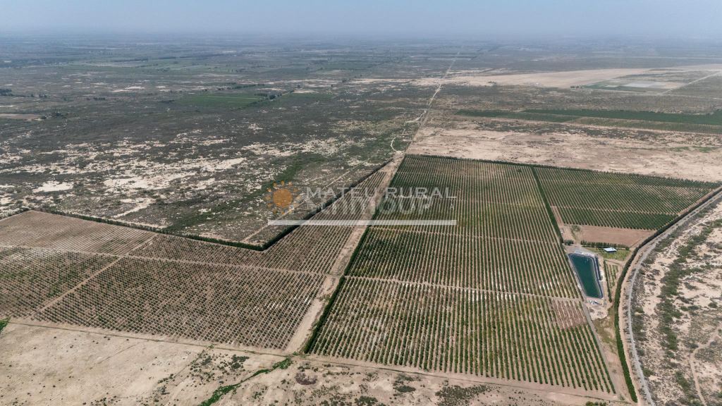 Finca en Venta en Las Heras, Mendoza