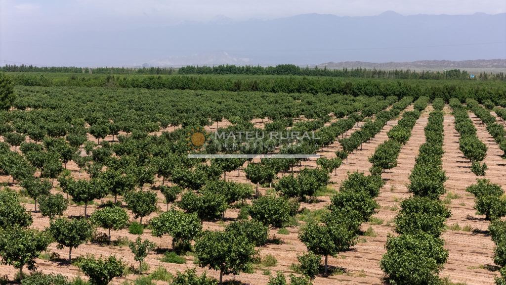 Finca en Venta en Las Heras, Mendoza