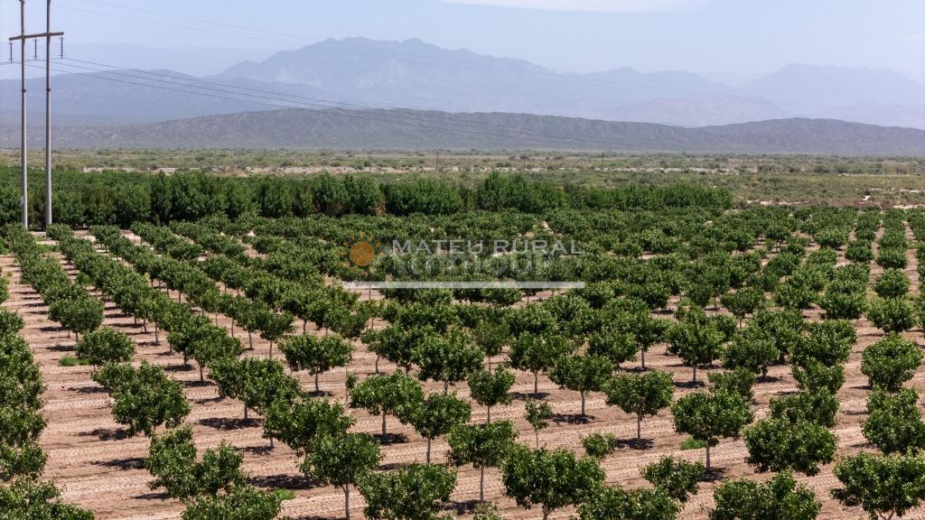 Finca en Venta en Las Heras, Mendoza