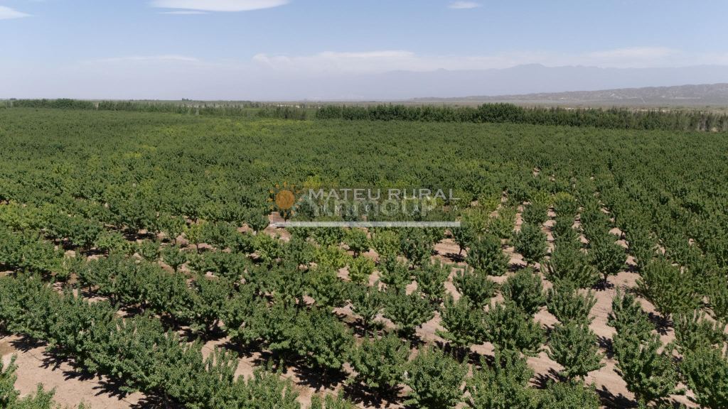 Finca en Venta en Las Heras, Mendoza