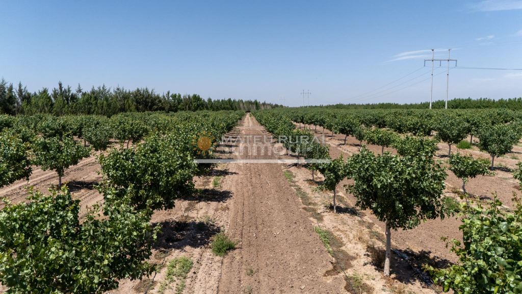 Finca en Venta en Las Heras, Mendoza