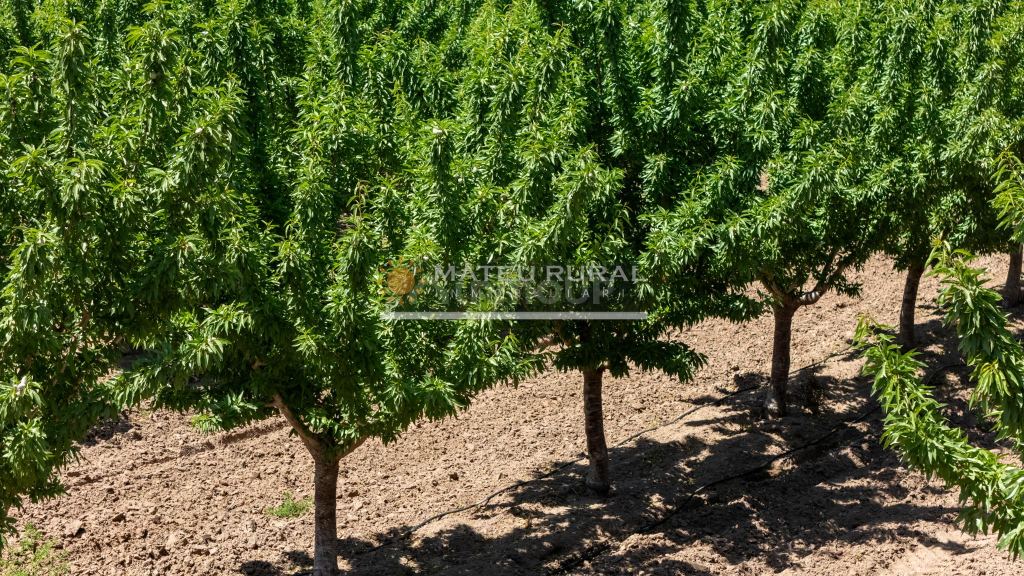 Finca en Venta en Las Heras, Mendoza