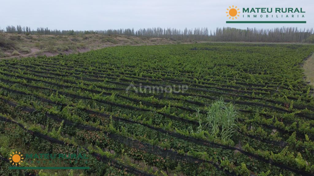 Finca en Venta en Lujan de Cuyo, Mendoza