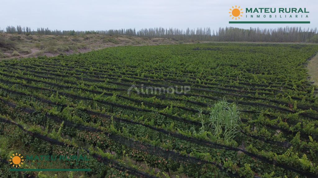 Finca en Venta en Lujan de Cuyo, Mendoza
