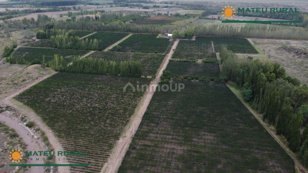 Finca en Venta en Lujan de Cuyo, Mendoza