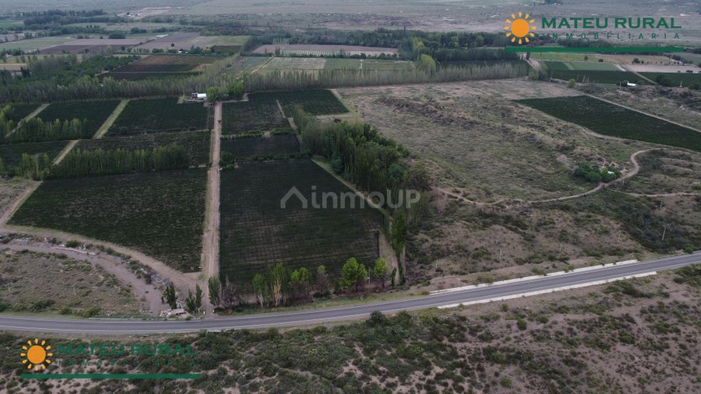 Finca en Venta en Lujan de Cuyo, Mendoza
