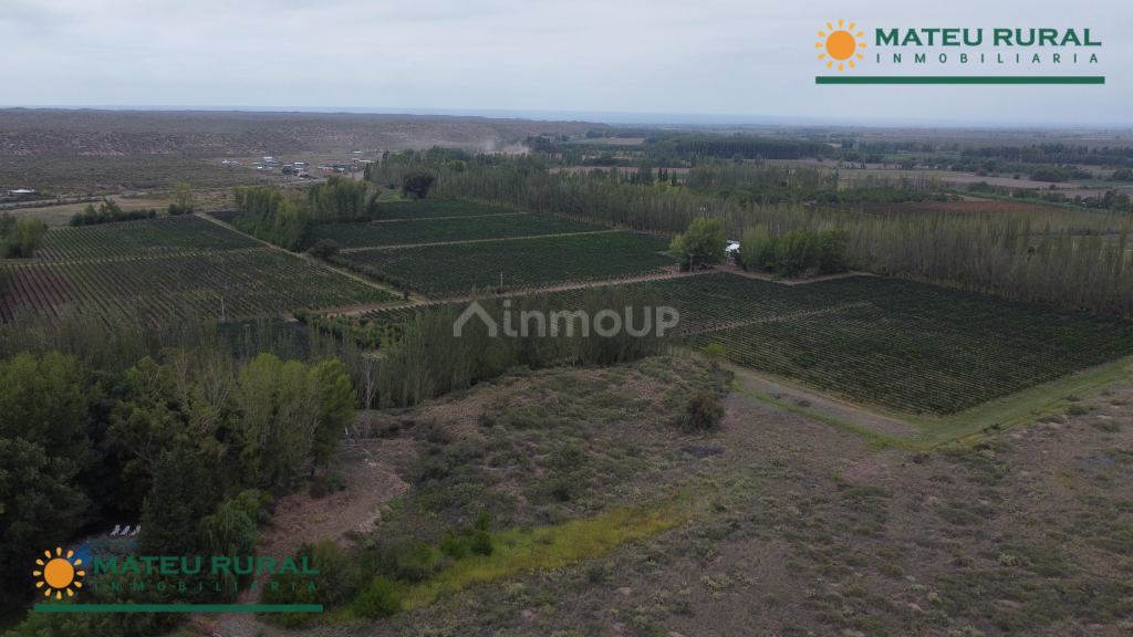 Finca en Venta en Lujan de Cuyo, Mendoza