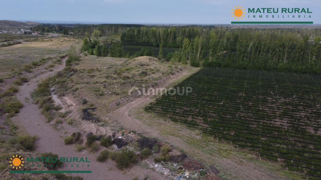 Finca en Venta en Lujan de Cuyo, Mendoza