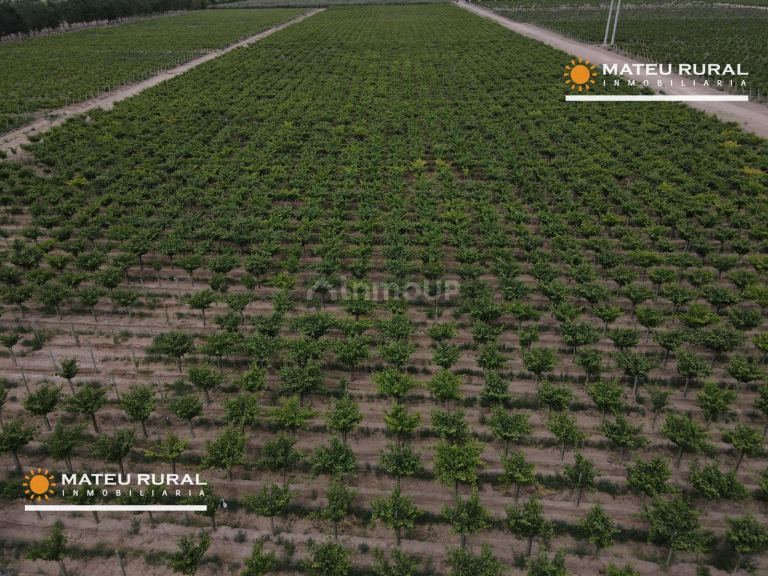 Finca en Venta en Las Heras, Mendoza