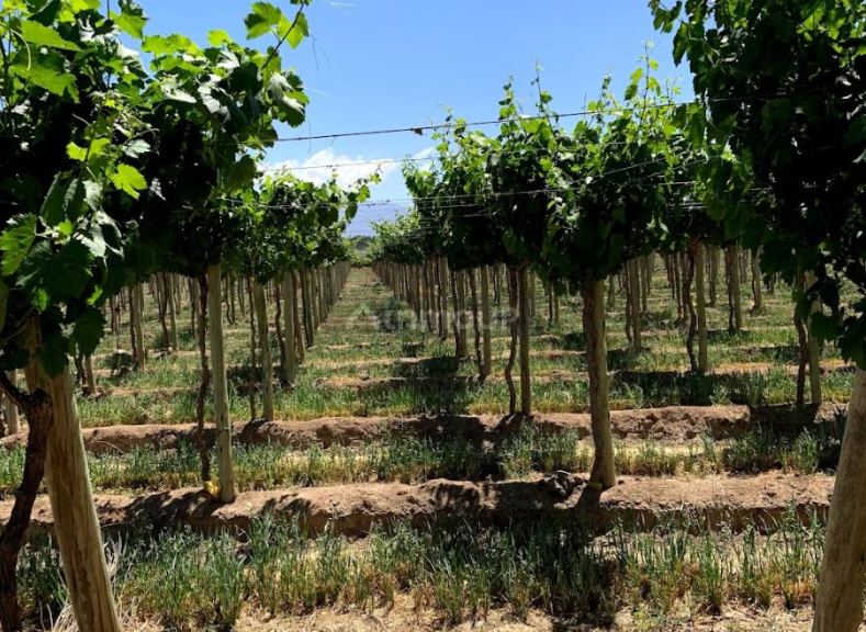 Finca en Venta en Las Heras, Mendoza