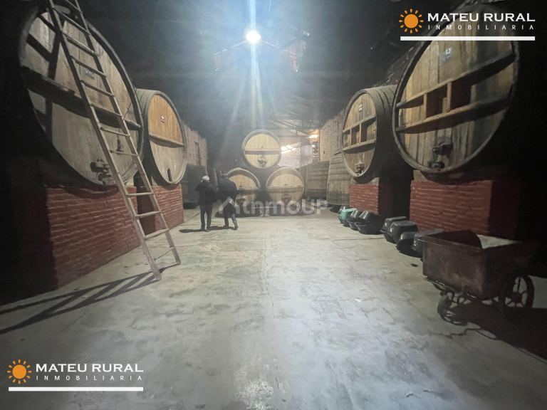 Bodega en Venta en Maipu, Mendoza