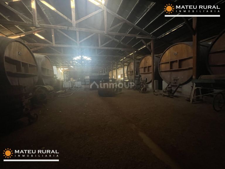 Bodega en Venta en Maipu, Mendoza