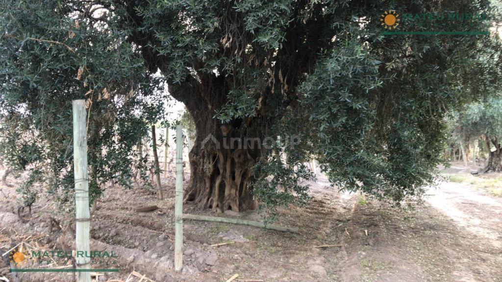Finca en Venta en Lujan de Cuyo, Mendoza