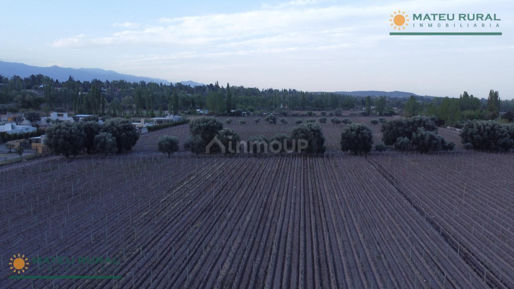 Finca en Venta en Lujan de Cuyo, Mendoza