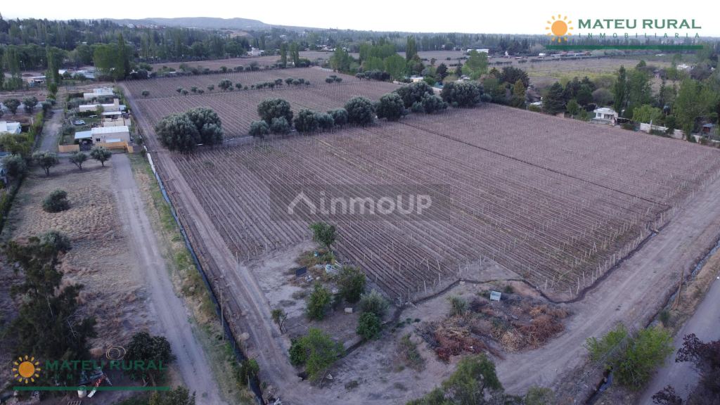 Finca en Venta en Lujan de Cuyo, Mendoza
