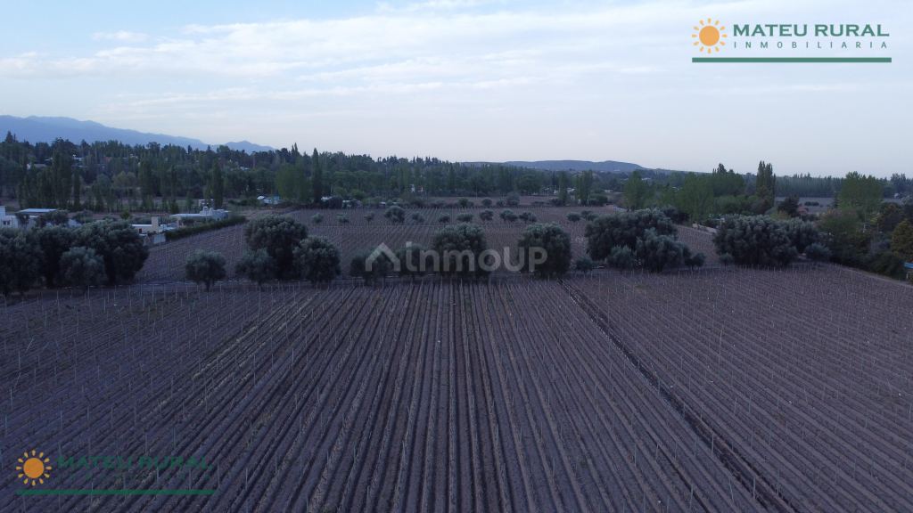 Finca en Venta en Lujan de Cuyo, Mendoza