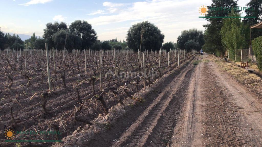 Finca en Venta en Lujan de Cuyo, Mendoza