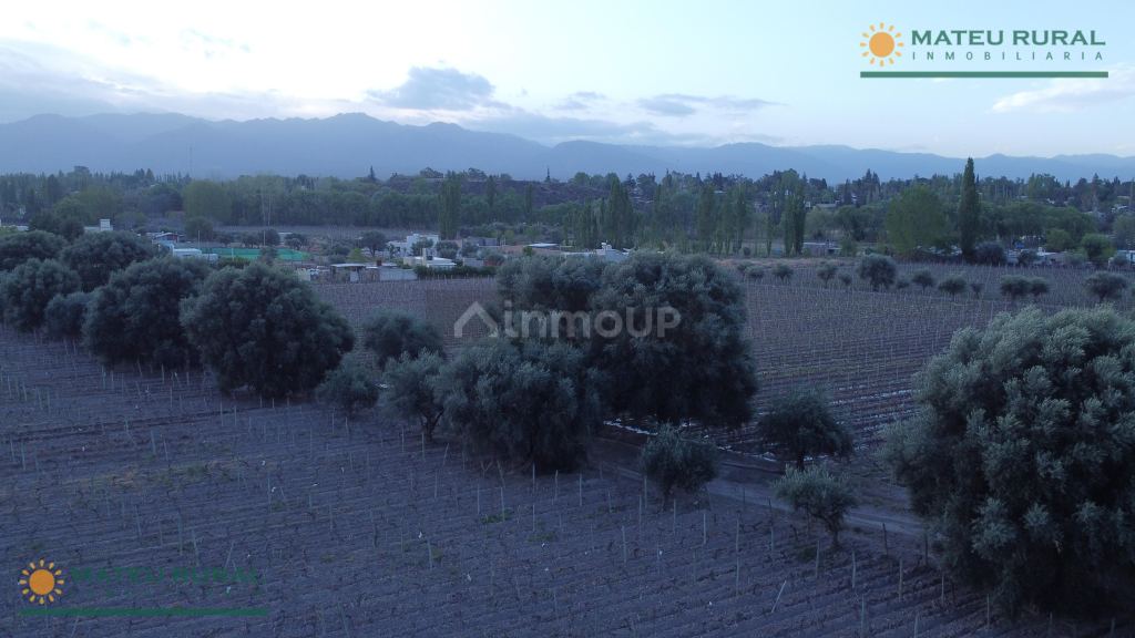 Finca en Venta en Lujan de Cuyo, Mendoza