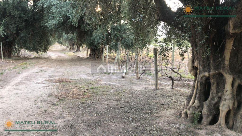 Finca en Venta en Lujan de Cuyo, Mendoza