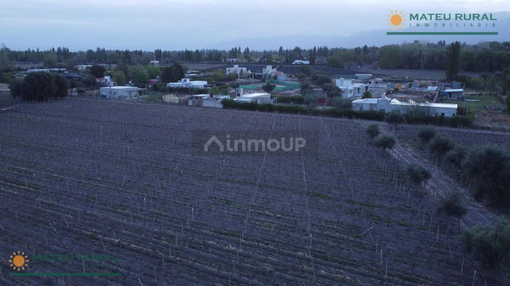 Finca en Venta en Lujan de Cuyo, Mendoza