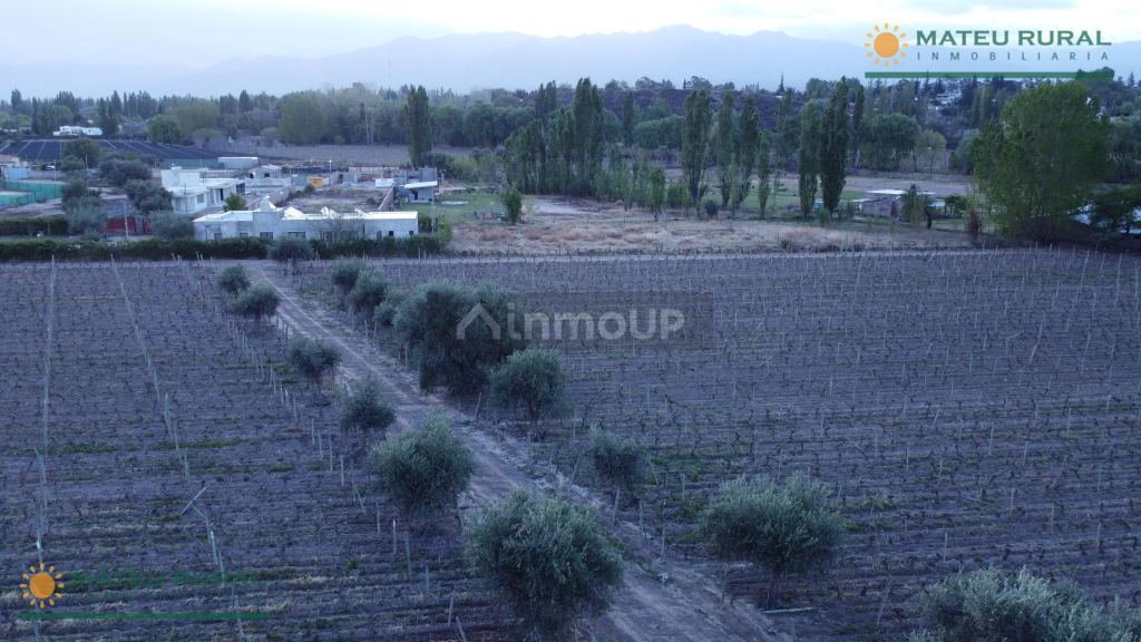 Finca en Venta en Lujan de Cuyo, Mendoza