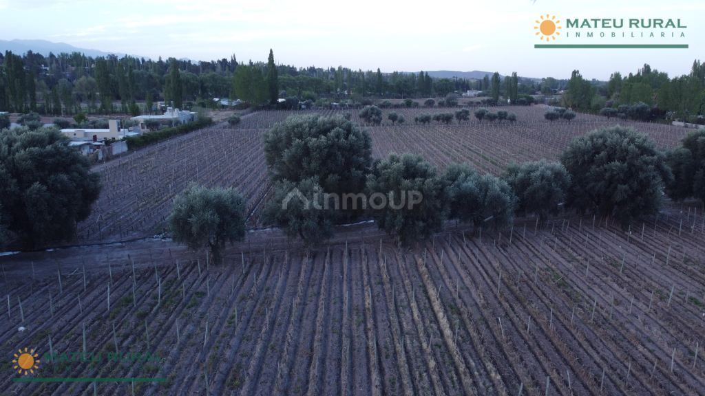 Finca en Venta en Lujan de Cuyo, Mendoza