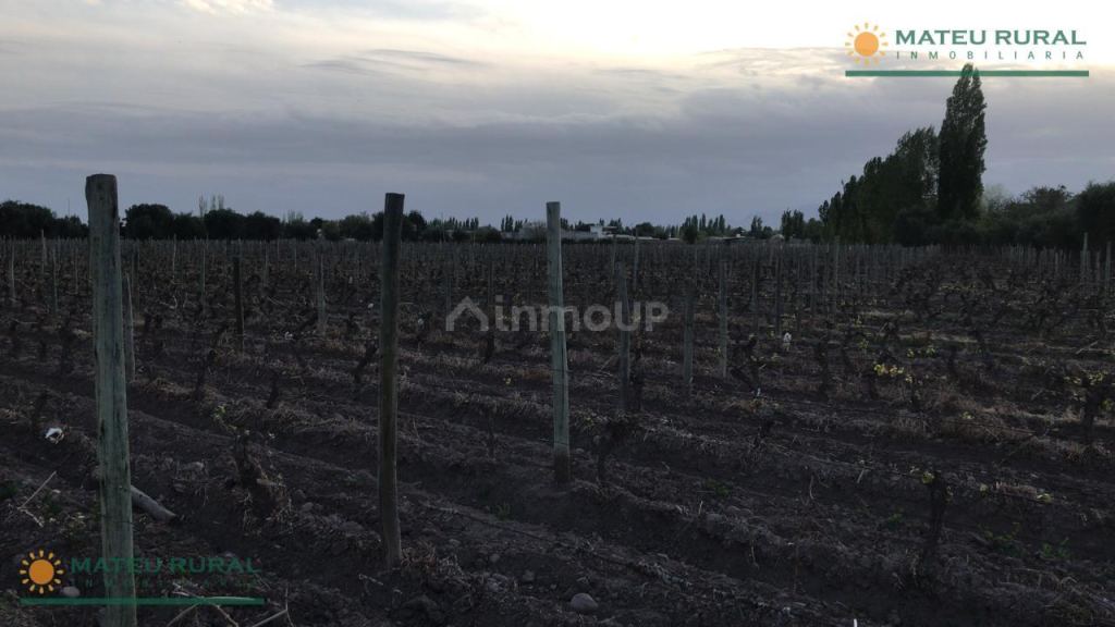 Finca en Venta en Lujan de Cuyo, Mendoza