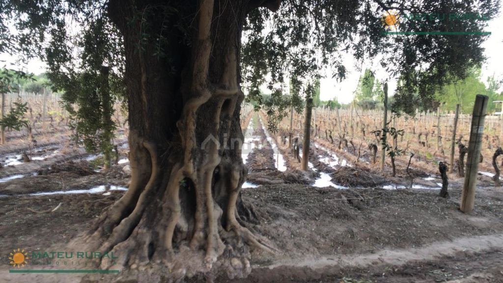 Finca en Venta en Lujan de Cuyo, Mendoza