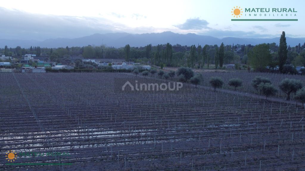 Finca en Venta en Lujan de Cuyo, Mendoza