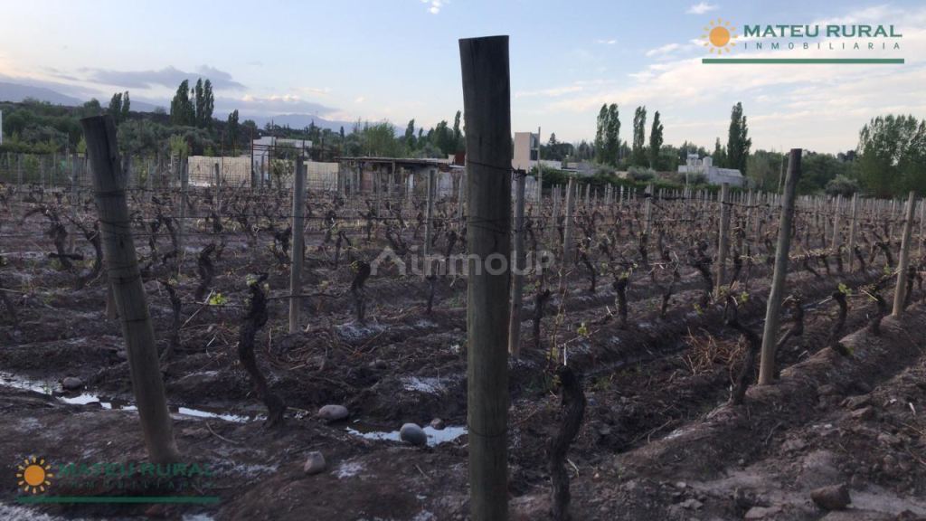 Finca en Venta en Lujan de Cuyo, Mendoza
