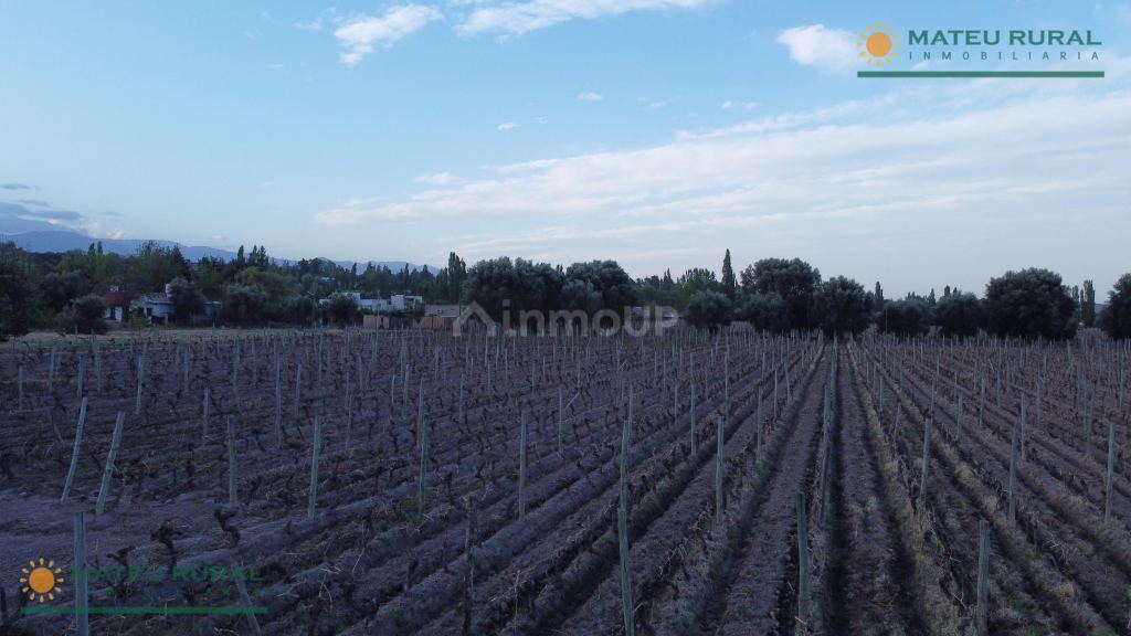 Finca en Venta en Lujan de Cuyo, Mendoza