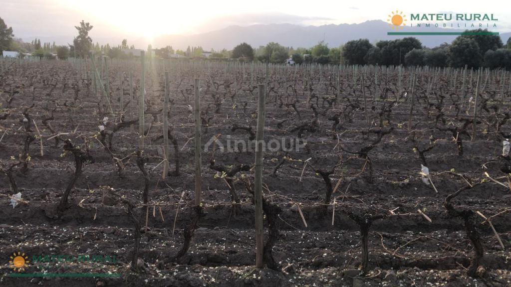 Finca en Venta en Lujan de Cuyo, Mendoza